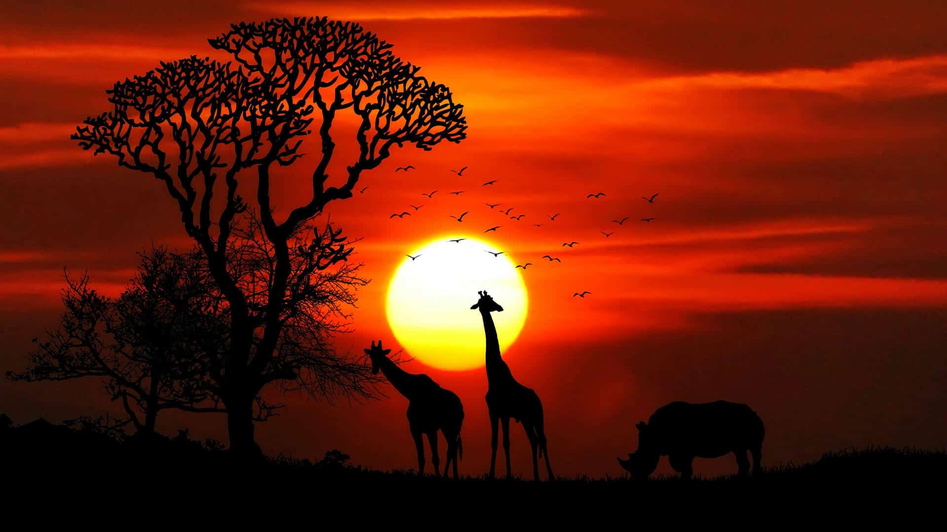 africa free img
