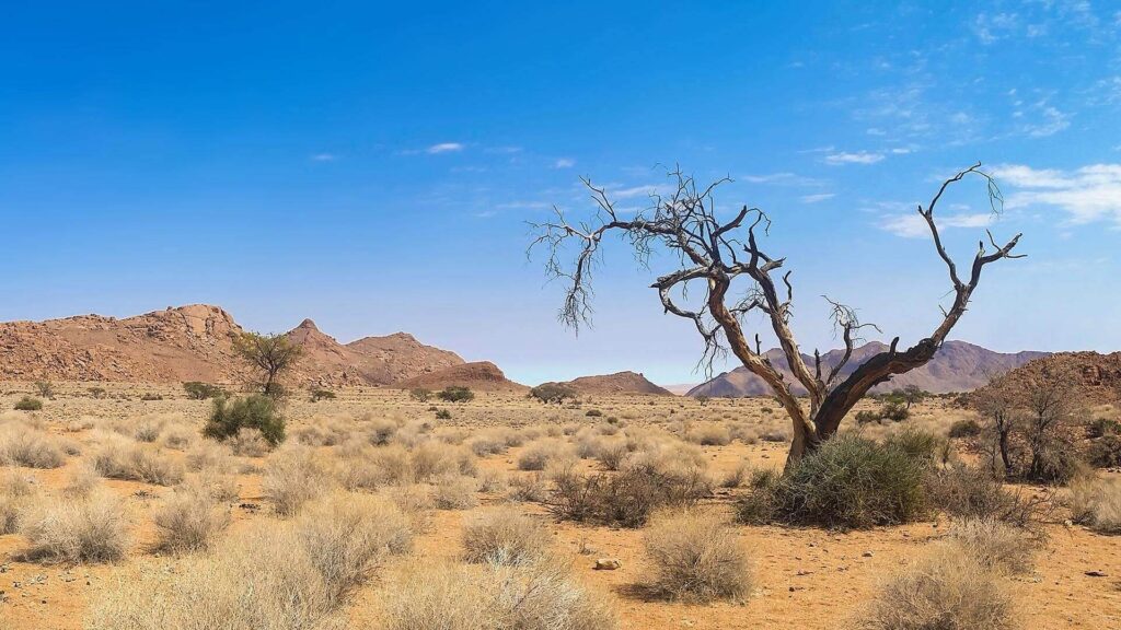 african wildlife free img